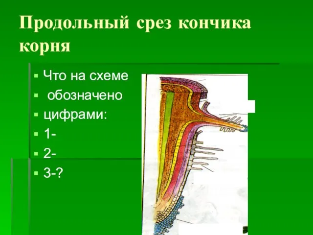 Продольный срез кончика корня Что на схеме обозначено цифрами: 1- 2- 3-?