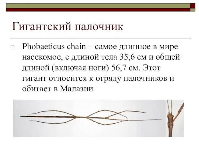 Гигантский палочник Phobaeticus chain – самое длинное в мире насекомое, с длиной