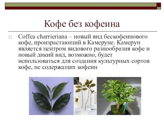 Кофе без кофеина Coffea charrieriana – новый вид бескофеинового кофе, произрастающий в