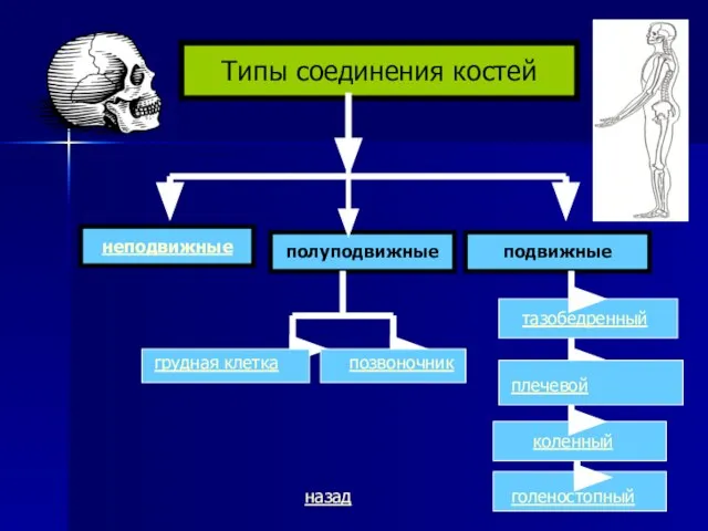 Типы соединения костей неподвижные полуподвижные подвижные назад грудная клетка позвоночник тазобедренный коленный голеностопный плечевой