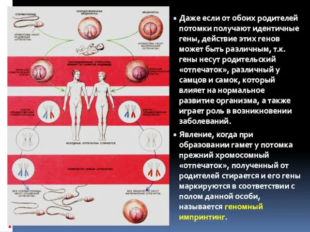 Даже если от обоих родителей потомки получают идентичные гены, действие этих генов