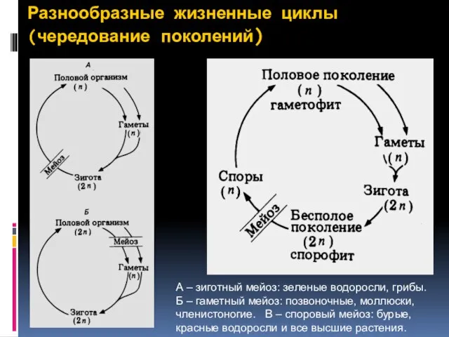 Разнообразные жизненные циклы (чередование поколений) А – зиготный мейоз: зеленые водоросли, грибы.