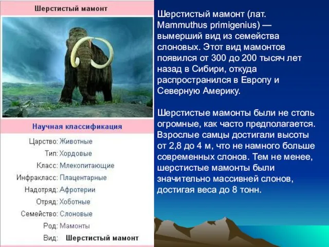 Шерстистый мамонт (лат. Mammuthus primigenius) — вымерший вид из семейства слоновых. Этот