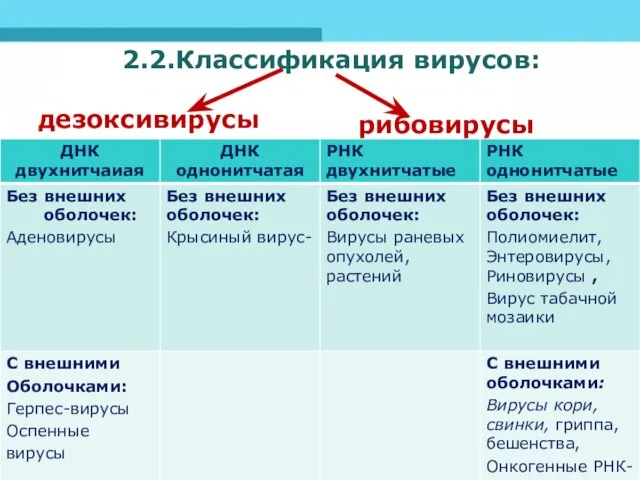 2.2.Классификация вирусов: дезоксивирусы рибовирусы