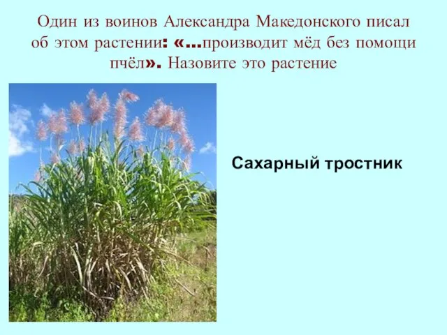 Один из воинов Александра Македонского писал об этом растении: «…производит мёд без