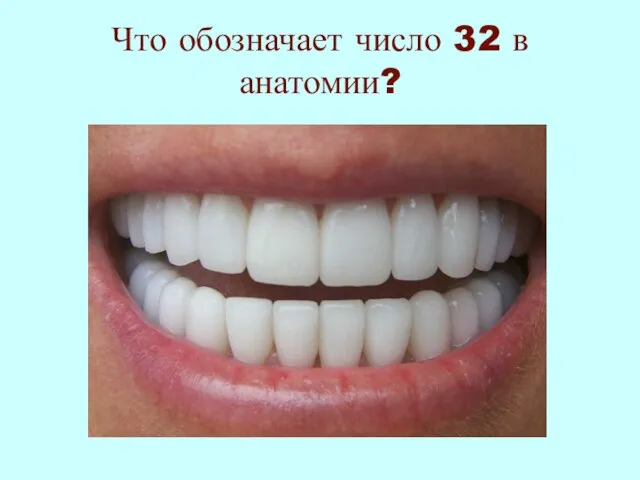 Что обозначает число 32 в анатомии?