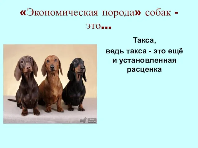 «Экономическая порода» собак - это... Такса, ведь такса - это ещё и установленная расценка