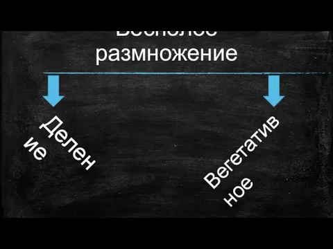 Бесполое размножение Деление Вегетативное