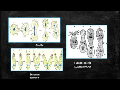 Раковинная корненожка Амеба Зеленая эвглена