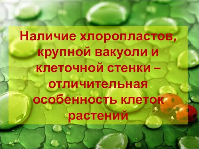 Наличие хлоропластов, крупной вакуоли и клеточной стенки – отличительная особенность клеток растений