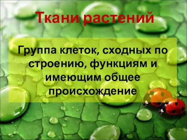 Ткани растений Группа клеток, сходных по строению, функциям и имеющим общее происхождение