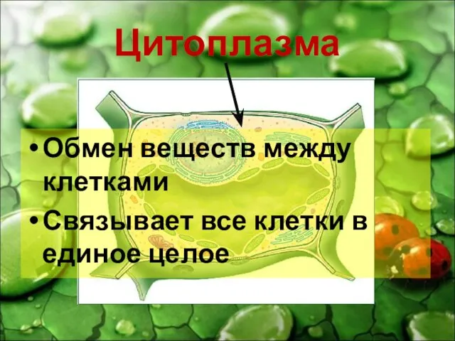 Цитоплазма Обмен веществ между клетками Связывает все клетки в единое целое