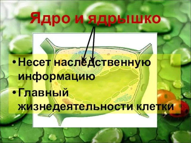 Ядро и ядрышко Несет наследственную информацию Главный жизнедеятельности клетки