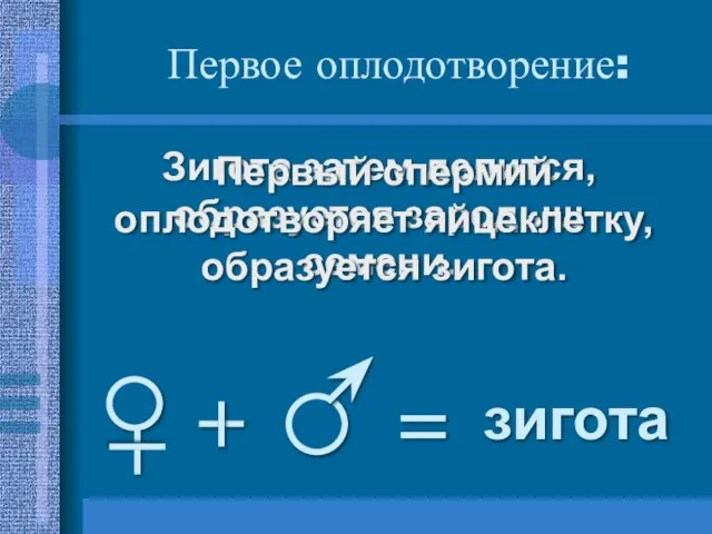 Зигота затем делится, образуется зародыш семени. Первый спермий оплодотворяет яйцеклетку, образуется зигота. Первое оплодотворение: зигота