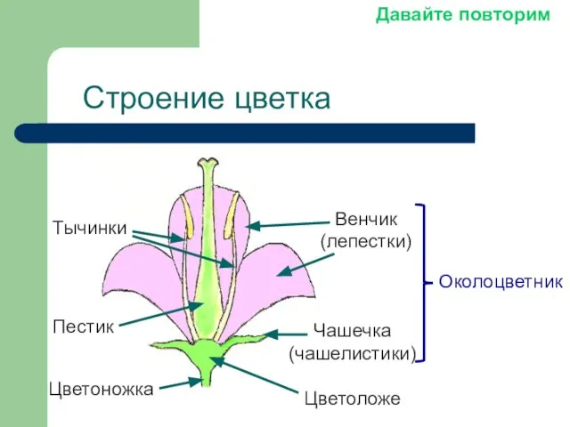 Строение цветка Чашечка (чашелистики) Венчик (лепестки) Околоцветник Пестик Тычинки Цветоножка Цветоложе Давайте повторим