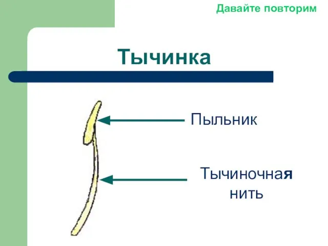 Тычинка Пыльник Тычиночная нить Давайте повторим