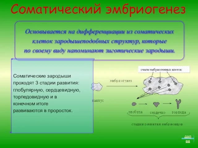 Соматический эмбриогенез Основывается на дифференциации из соматических клеток зародышеподобных структур, которые по