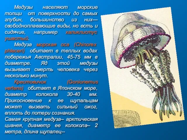 Медузы населяют морские толщи от поверхности до самых глубин, большинство из них—свободноплавающие