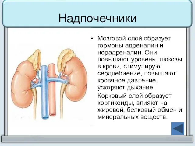 Надпочечники Мозговой слой образует гормоны адреналин и норадреналин. Они повышают уровень глюкозы