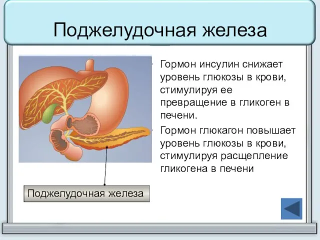 Поджелудочная железа Гормон инсулин снижает уровень глюкозы в крови, стимулируя ее превращение