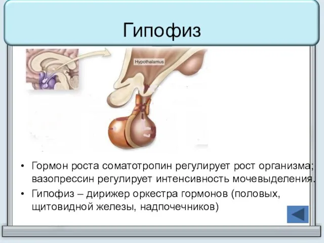 Гипофиз Гормон роста соматотропин регулирует рост организма; вазопрессин регулирует интенсивность мочевыделения. Гипофиз
