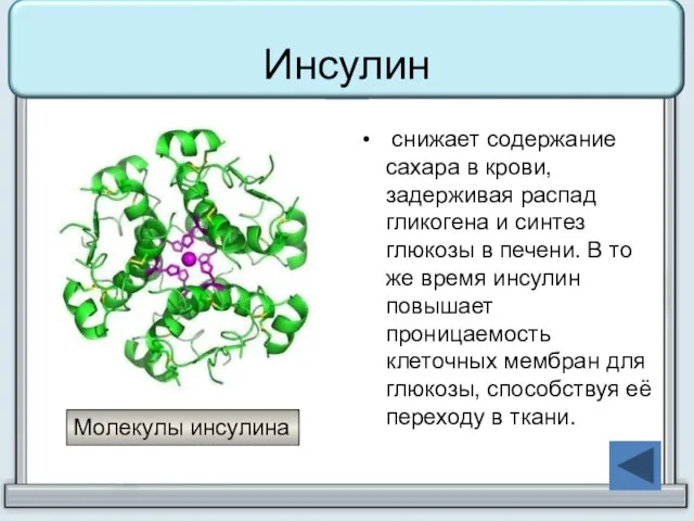 Инсулин снижает содержание сахара в крови, задерживая распад гликогена и синтез глюкозы