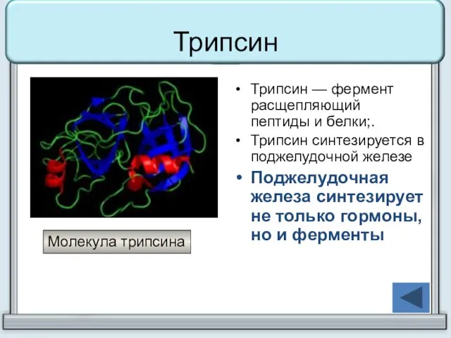 Трипсин Трипсин — фермент расщепляющий пептиды и белки;. Трипсин синтезируется в поджелудочной