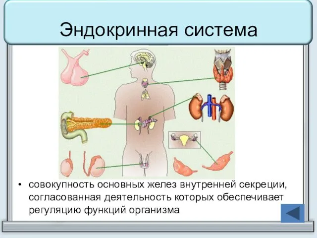 Эндокринная система совокупность основных желез внутренней секреции, согласованная деятельность которых обеспечивает регуляцию функций организма