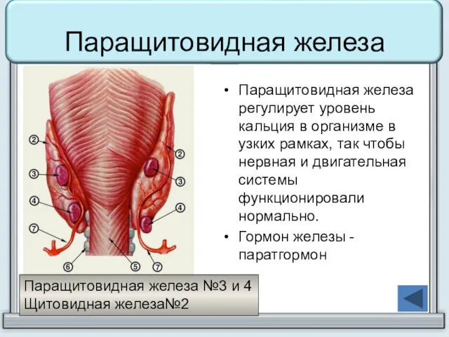 Паращитовидная железа Паращитовидная железа регулирует уровень кальция в организме в узких рамках,