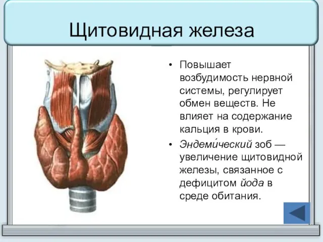 Щитовидная железа Повышает возбудимость нервной системы, регулирует обмен веществ. Не влияет на