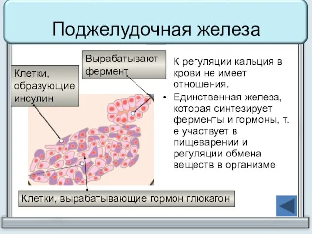 Поджелудочная железа К регуляции кальция в крови не имеет отношения. Единственная железа,