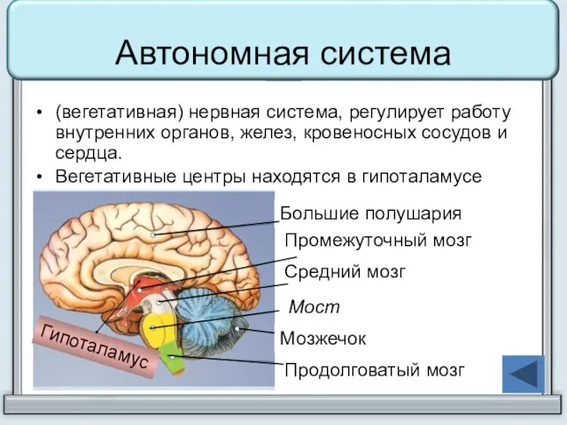 Автономная система (вегетативная) нервная система, регулирует работу внутренних органов, желез, кровеносных сосудов