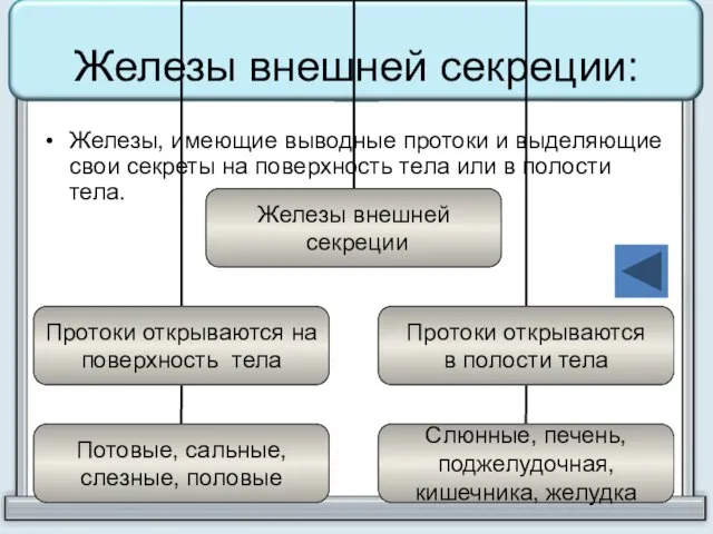 Железы внешней секреции: Железы, имеющие выводные протоки и выделяющие свои секреты на