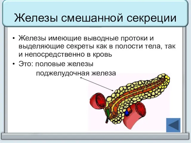 Железы смешанной секреции Железы имеющие выводные протоки и выделяющие секреты как в