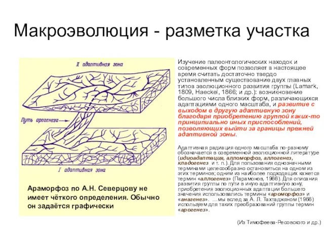 Макроэволюция - разметка участка Изучение палеонтологических находок и современных форм позволяет в