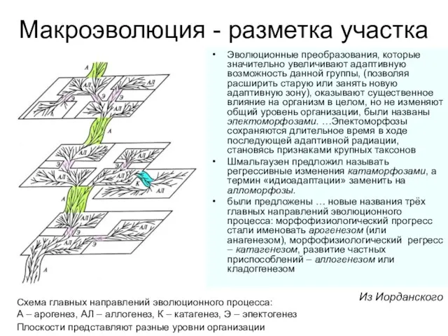 Макроэволюция - разметка участка Эволюционные преобразования, которые значительно увеличивают адаптивную возможность данной