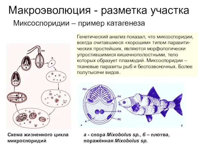 Макроэволюция - разметка участка Миксоспоридии – пример катагенеза Генетический анализ показал, что