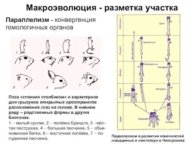 Макроэволюция - разметка участка Параллелизм – конвергенция гомологичных органов Поза «стояния столбиком»