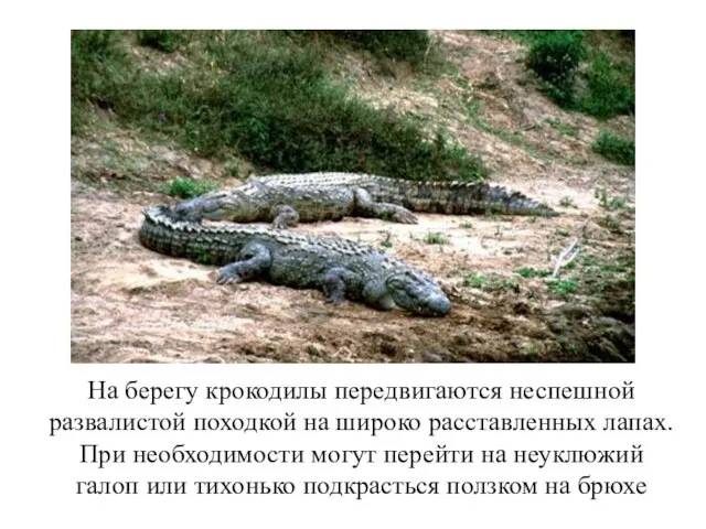 На берегу крокодилы передвигаются неспешной развалистой походкой на широко расставленных лапах. При