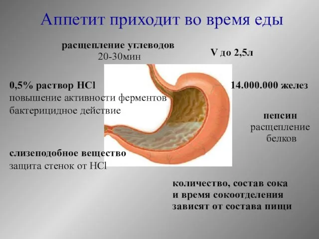 Аппетит приходит во время еды V до 2,5л 14.000.000 желез расщепление углеводов