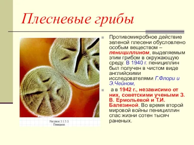 Плесневые грибы Противомикробное действие зеленой плесени обусловлено особым веществом – пенициллином, выделяемым