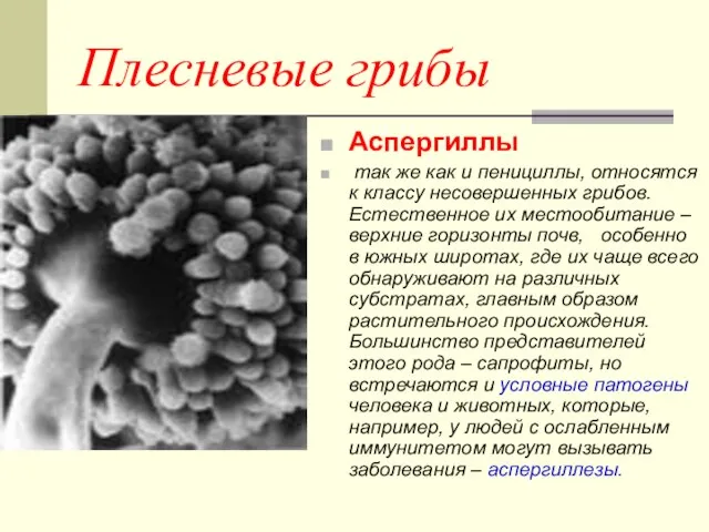 Плесневые грибы Аспергиллы так же как и пенициллы, относятся к классу несовершенных