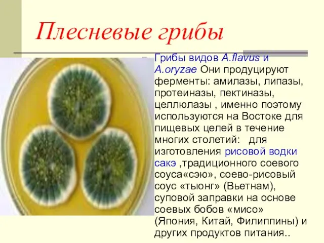 Плесневые грибы Грибы видов A.flavus и A.oryzae Они продуцируют ферменты: амилазы, липазы,