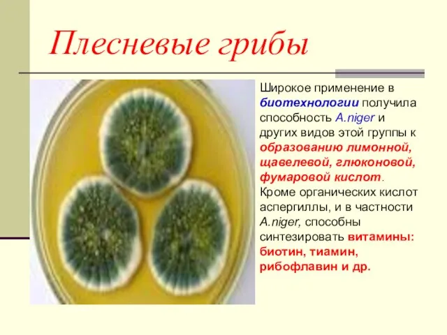 Плесневые грибы Широкое применение в биотехнологии получила способность A.niger и других видов