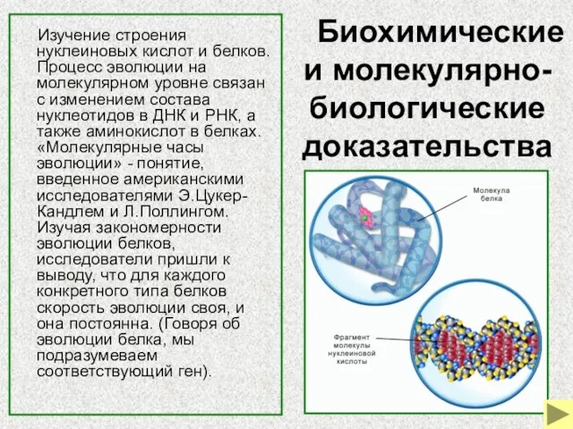 Биохимические и молекулярно-биологические доказательства Изучение строения нуклеиновых кислот и белков. Процесс эволюции