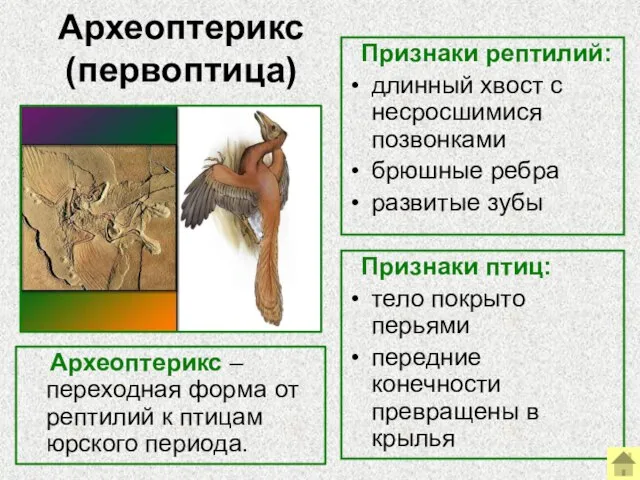 Археоптерикс (первоптица) Археоптерикс – переходная форма от рептилий к птицам юрского периода.