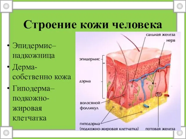 Строение кожи человека Эпидермис– надкожница Дерма- собственно кожа Гиподерма– подкожно-жировая клетчатка