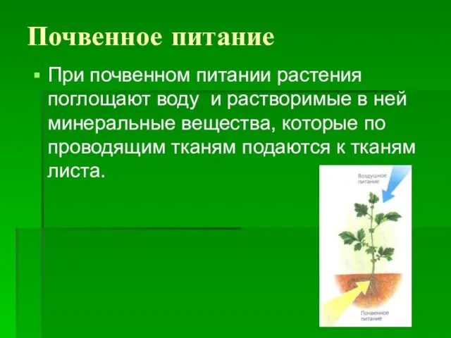 Почвенное питание При почвенном питании растения поглощают воду и растворимые в ней