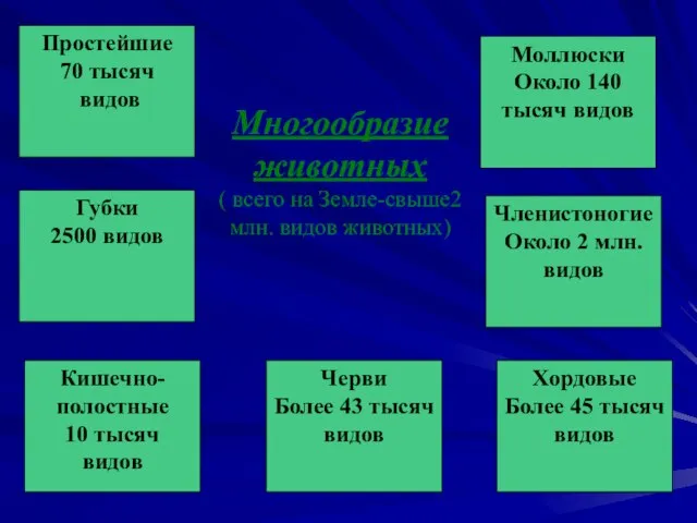 Многообразие животных ( всего на Земле-свыше2 млн. видов животных) Простейшие 70 тысяч