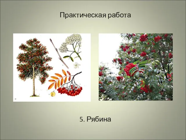 Практическая работа 5. Рябина